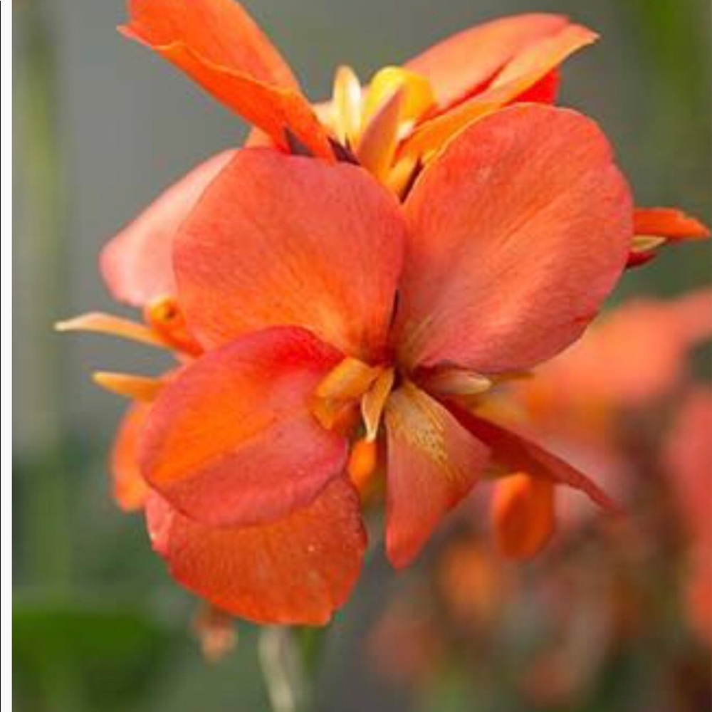 Meet your Posher, Susana